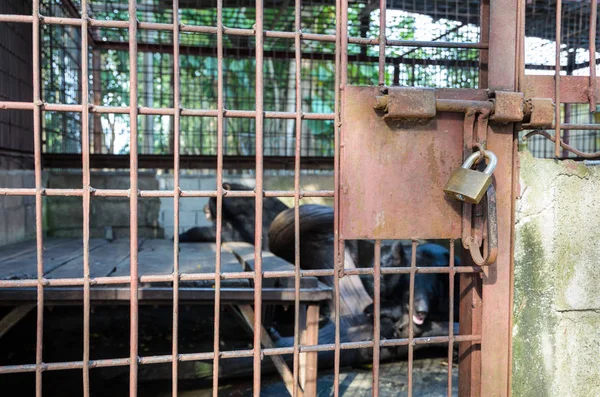 Cage Fer Utilisé Détention Asiatique Ours Noir Est Verrouillé Avec — Photo