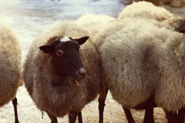 Kecskék Birkák Farm Téli Idő — Stock Fotó