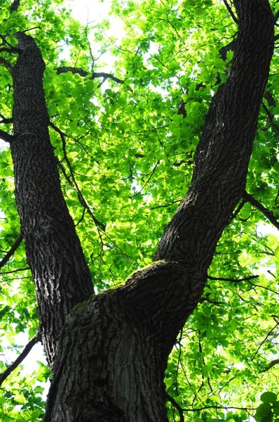 Árbol Bosque Verano Con Hojas Verdes Que Muestran Concepto Naturaleza — Foto de Stock