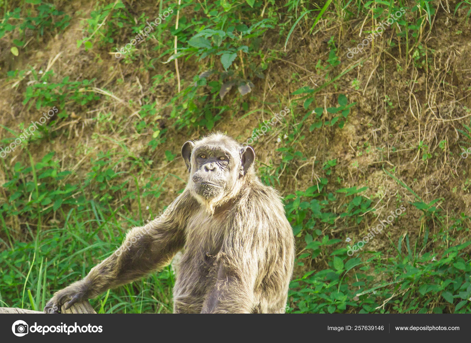 Download 750 Gambar Flora Dan Fauna Thailand Terbaik 