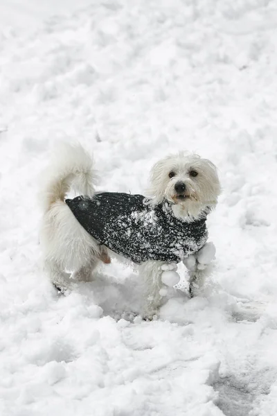 Μικρό Λευκό Σκυλί Τεριέ Χειμώνα — Φωτογραφία Αρχείου