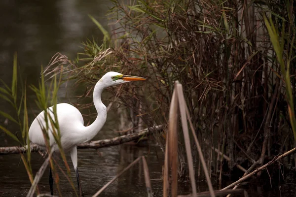 Grote Zilverreiger Ardea Alba Een Moeras Het Park Van Meren — Stockfoto