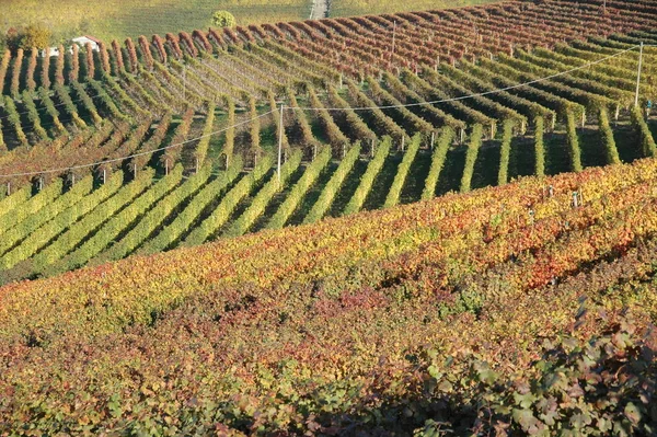 Langhe Lugar Muy Conocido Para Producción Vino — Foto de Stock