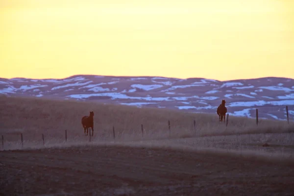 Caballos Atardecer Prairie Canadá — Foto de Stock