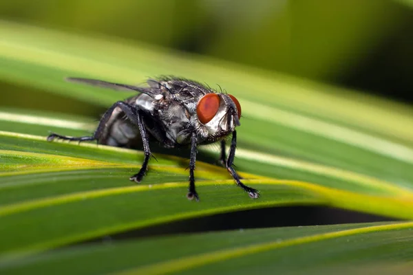 Une Mouche Debout Sur Une Feuille Avec Fond Vert — Photo