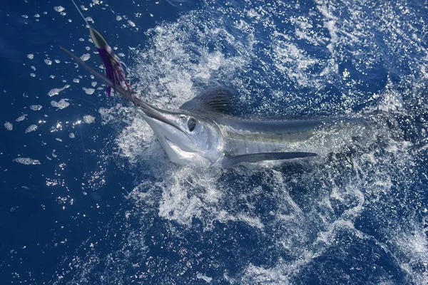 สวยงามส ขาว Marlin ปลาบ ลจร งบนแอตแลนต ฬาตกปลา — ภาพถ่ายสต็อก