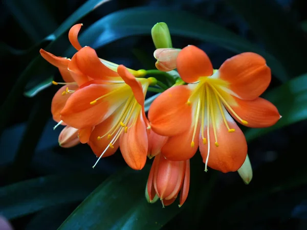 Flores Jardín Botánico Famoso Los Estados Unidos — Foto de Stock