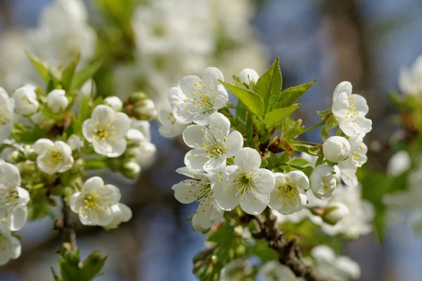 Magnifique Cerisier Fleurs Printemps — Photo