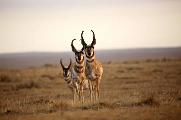 Três Pronghorn Antelopes Masculinos Alberta — Fotografia de Stock