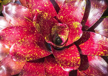 Closeup Red Neoregelia Spectabilis Hybrid pineapple plant clipart