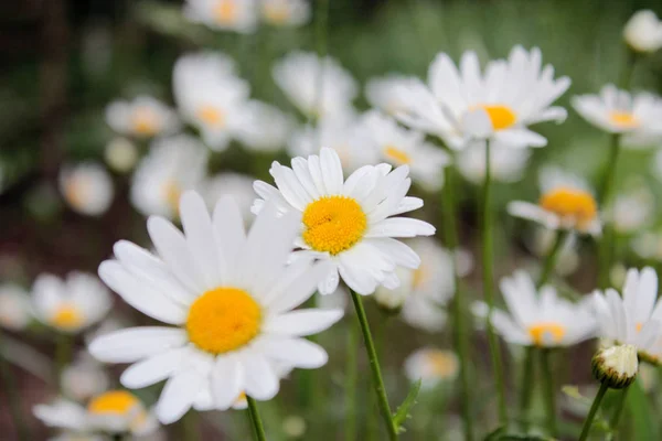 Obraz Kwiat Łóżko Białego Piękna Ruomiles — Zdjęcie stockowe