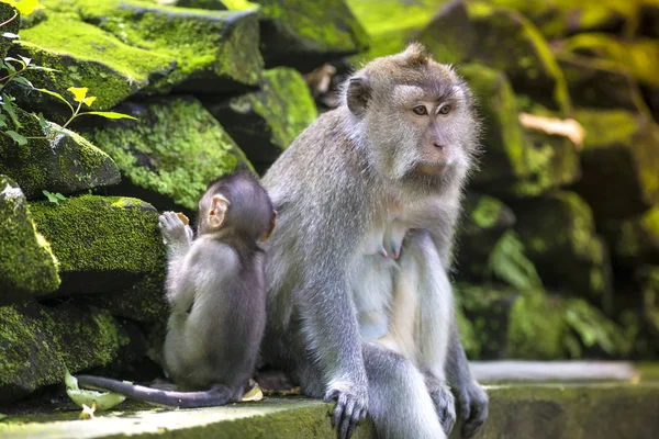 Hosszú Farkú Makákó Vele Csecsemő Szent Monkey Forest Ubud Bali — Stock Fotó