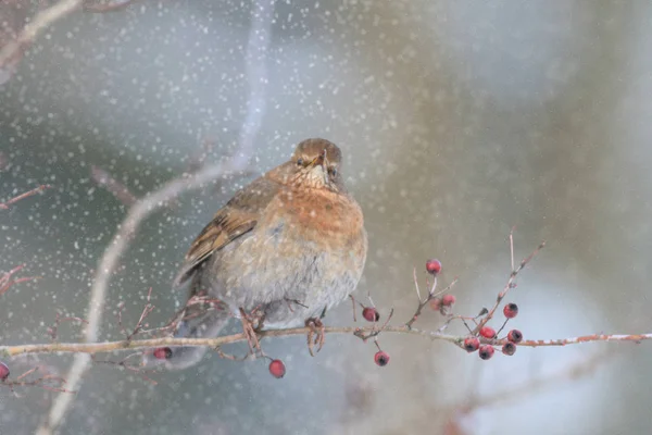 Oiseaux Sauvages Dans Habitat Naturel Série Nature — Photo