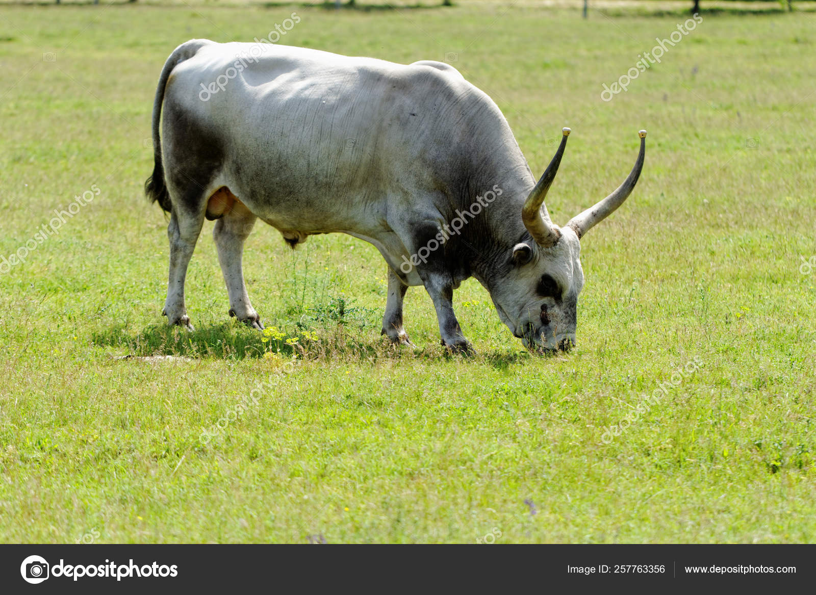 Ruminant Hungarian Gray Cattle Bull Grass Stock Photo by ©YAYImages 257763356