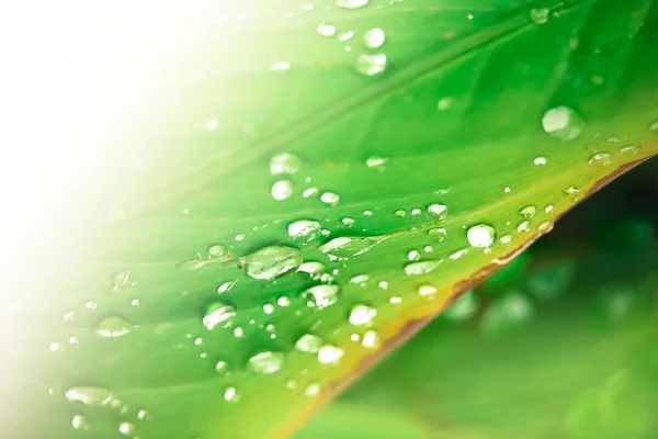 Primer Plano Gota Agua Árbol Hoja Verde — Foto de Stock