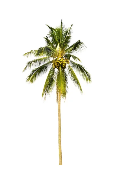 Kokosnussbaum Isoliert Auf Weißem Hintergrund — Stockfoto