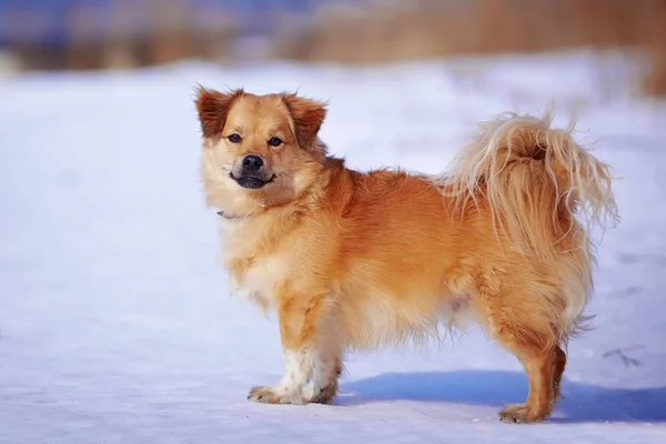 Küçük Köpek Kırmızı Köpek Tüylü Değil Safkan Köpek Köpeği Yürüyüşe — Stok fotoğraf