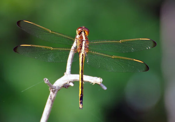 Primer Plano Libélula Naturaleza Salvaje —  Fotos de Stock