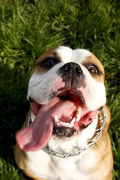 Lustiges Gesicht Einer Englischen Bulldogge Große Zunge — Stockfoto