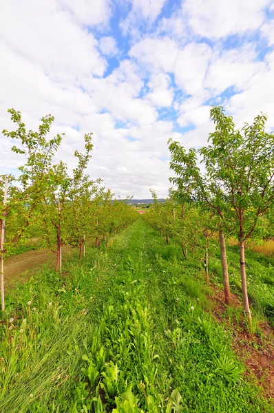 Uvas Primavera Baden Wuerttemberg Suroeste Alemania — Foto de Stock