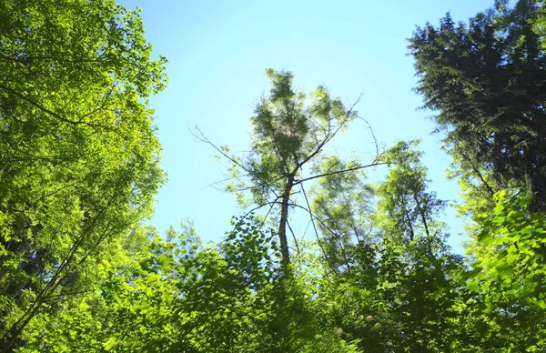 Copas Árboles Bosque Alemania Europa — Foto de Stock