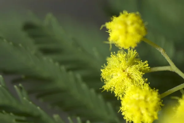 Mimosa Flowers Green Leaves — Stock Photo, Image