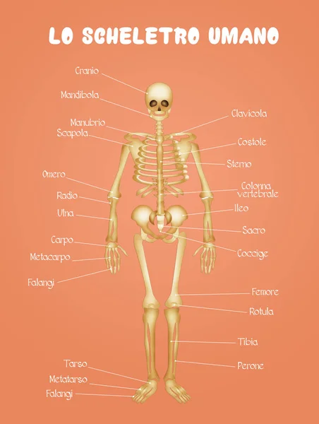 Ilustración Diagrama Del Esqueleto Humano — Foto de Stock