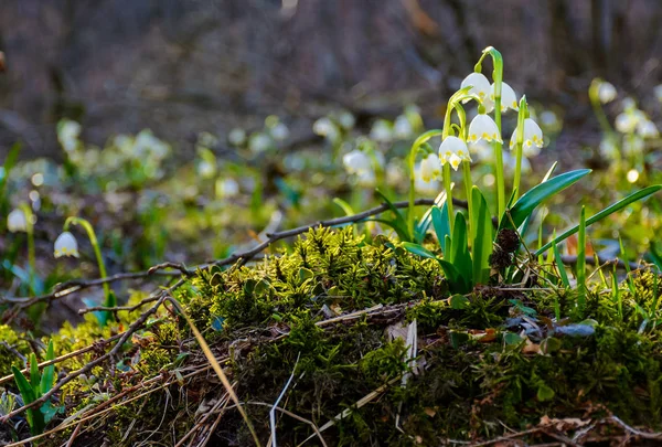 一束雪花花在青苔驼峰 可爱的春天背景 — 图库照片