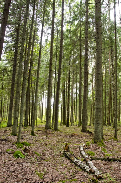 Bosque Coníferas Siempre Verde Otoño Troncos Abeto Ramas Musgo — Foto de Stock