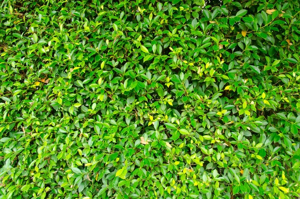 Green Leaves Wall Background — Stock Photo, Image