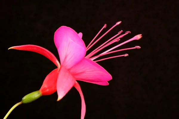 Lähikuva Vaaleanpunainen Fuksia Kukka — kuvapankkivalokuva