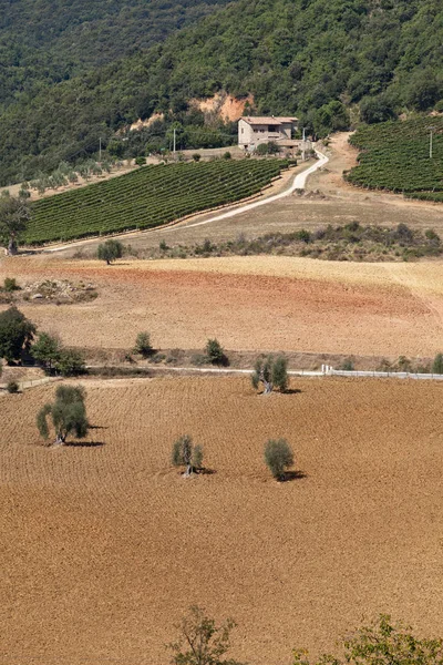 Paisagem Toscana Com Vinhas Oliveiras Ciprestes — Fotografia de Stock