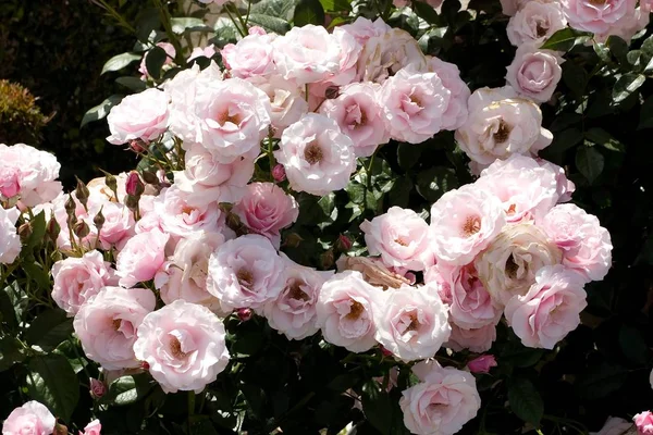 Rose Een Bloeiende Struik Van Het Geslacht Rosa Bloem Van — Stockfoto