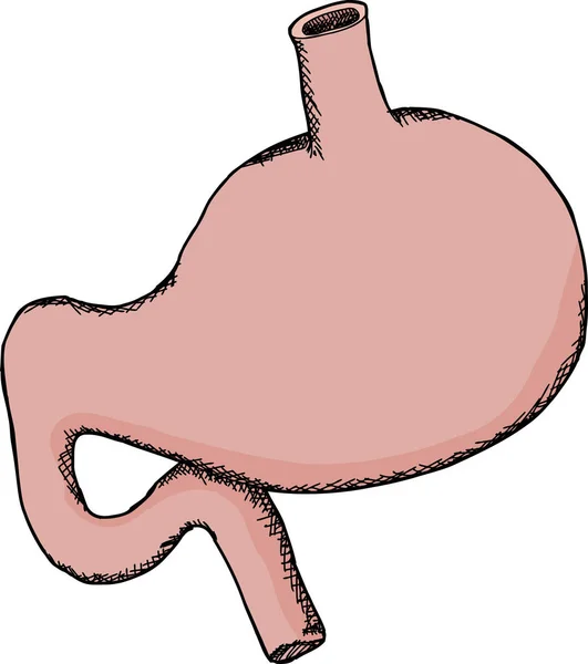 Ізольований Мультяшний Людський Шлунок Білому Тлі — стокове фото