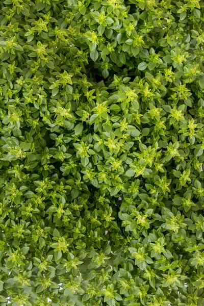 Close View Ocimum Minimum Plant Detail — Stock Photo, Image