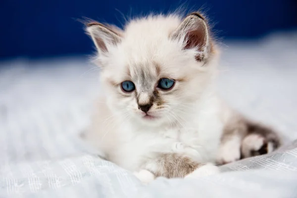 Portrait Kitten Blue Eyes Clear Coat Lying Bed Sheet — Stock Photo, Image