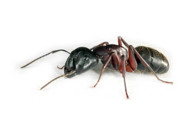 Carpenter Ant Isolated White Background Ant Major Pest Houses — Stock Photo, Image