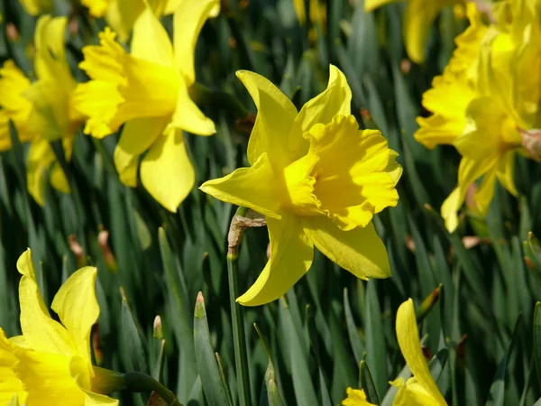 Retrato Flor Narciso Daffodil — Fotografia de Stock