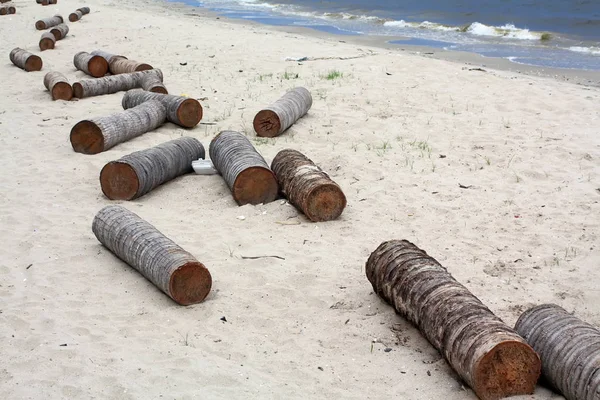 Деревина Пляжі — стокове фото