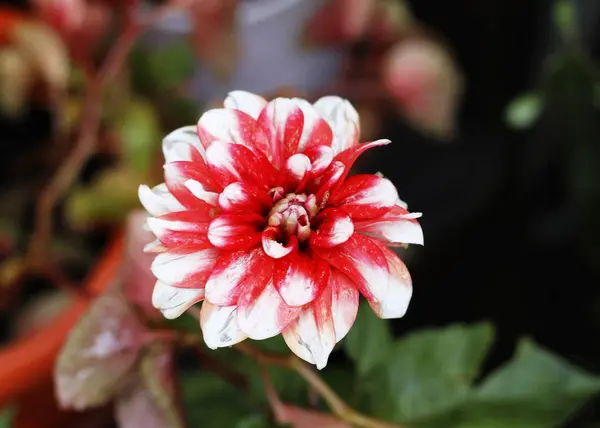 Rote Und Weiße Dahlien Blühen Garten — Stockfoto