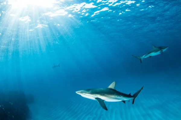 スキューバ ダイビング中にカリブ海リーフ サメを図します — ストック写真