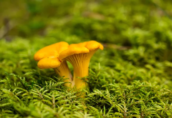 Cantharellus Cibarius Jadalne Grzyb Bliska Strzelać — Zdjęcie stockowe