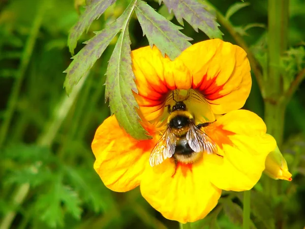 Hummel Auf Einer Gelben Blume — Stockfoto