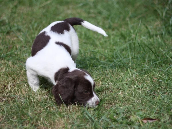 肝と白の作業種類イングリッシュ スプリンガー スパニエル ペットの銃猟犬子犬 — ストック写真
