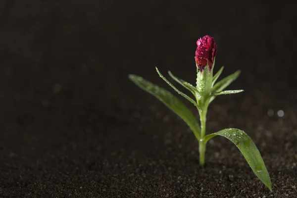 Young Green Plant Water Growing Out Brown Soil — Stock Fotó