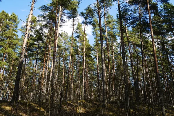 Belo Pinheiro Floresta Letã Verão — Fotografia de Stock