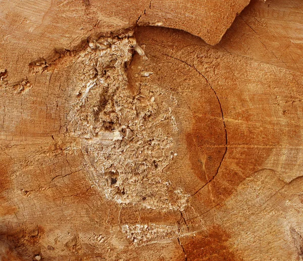 Textuur Zag Oude Boom Gesneden Wederopbouw Van Het Stadspark Gatchina — Stockfoto