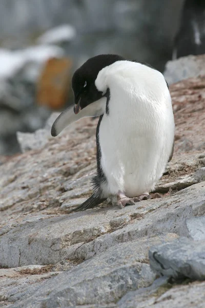 Adelie Penguin Pygoscelis Adeliae Острові Петерман Антарктида — стокове фото