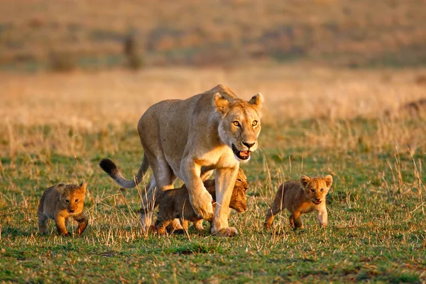 Lioness Walking Four Little Cubs — Stock Photo, Image