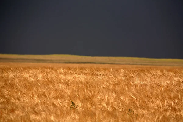 Campo Trigo Con Nubes Tormenta Distancia — Foto de Stock